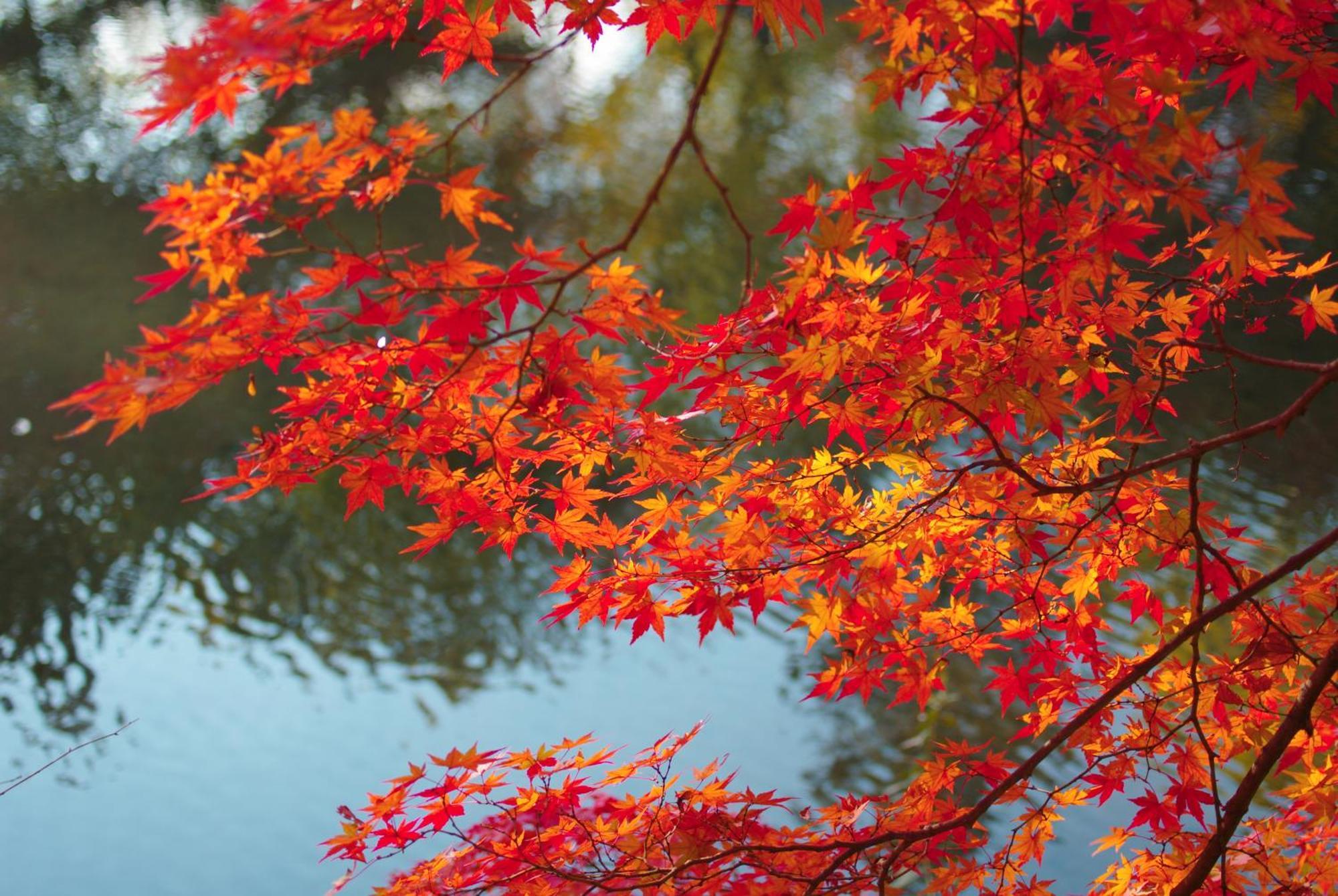 Stay Sakura Kyoto Nijo Castle West I المظهر الخارجي الصورة